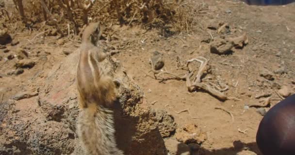 Feeding Ground Cute Squirrels Natural Habitat National Park Corralejo Fuerteventura — Wideo stockowe