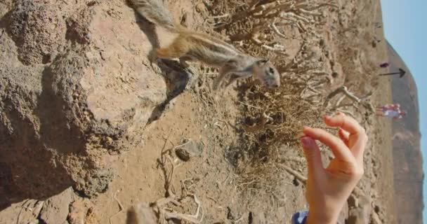 Happiest Moment Feeding Animals Vertical Video Lots Squirrels Natural Habitat — Stockvideo