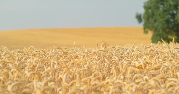 Endloses Weizenfeld Reiche Ernte Landwirtschaftliche Wirtschaft Plantage Der Nähe Von — Stockvideo