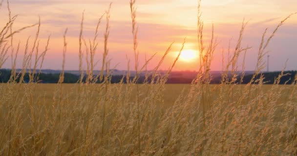 近距离干燥的草场 色彩艳丽的落日 粉红色的橙色落日 放松宁静的风景 自然景观 金色的光反射在条纹上 没人温暖的秋夜 — 图库视频影像