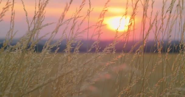 Nahaufnahme Trockenes Grasfeld Farbiger Sonnenuntergang Rosa Orange Farben Der Untergehenden — Stockvideo