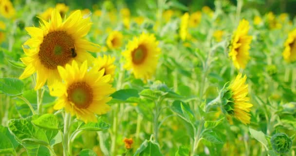 Hommel Verzamelt Honing Nectar Stuifmeel Van Zonnebloem Close Beelden Bijen — Stockvideo