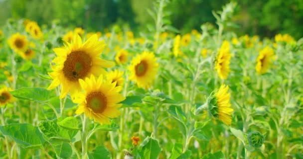 Arı Ayçiçeği Tarlasında Bal Toplar Böcekler Sarı Çiçekleri Çayırı Tozlaştırır — Stok video