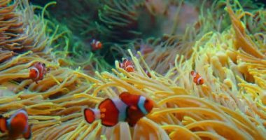 Palyaço balıkları mercan resiflerinde şakayık içinde yüzerler. Kızıl Deniz ya da iki bantlı anemonik balığı. Deniz balıkları vahşi doğada algler ve zooplanktonlarla beslenir. Pomacentridae ailesi. Yakın çekim yüksek kaliteli görüntü. Kimse..