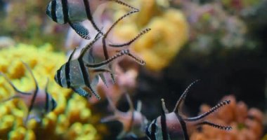 Yumuşak mercan üzerinde yüzen bir sürü renkli çizgili balık esaret altında mangrov kökleri, akvaryum. Nesli tükenmekte olan egzotik tropik balık Banggai Cardinalfish türleri. Sığ deniz suyu. IUCN. Aile