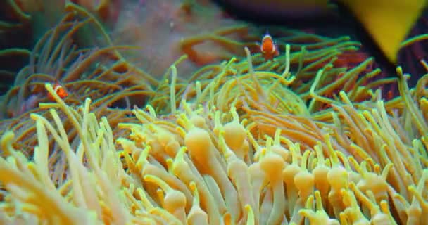Κλόουν Κολυμπούν Ανεμώνες Στον Κοραλλιογενή Ύφαλο Ερυθρά Θάλασσα Δίπλευρο Ανεμόψαρο — Αρχείο Βίντεο