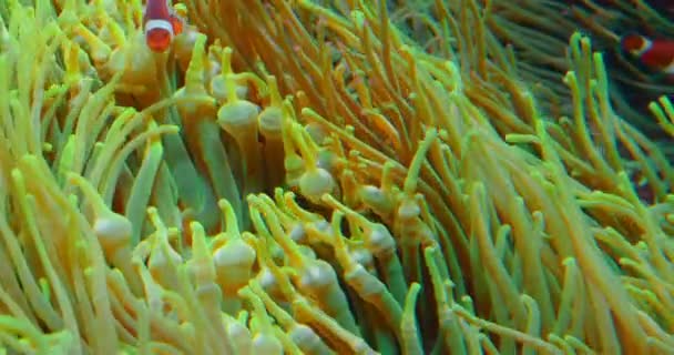 Peixes Palhaços Nadam Anêmonas Recife Coral Mar Vermelho Anêmonas Duas — Vídeo de Stock