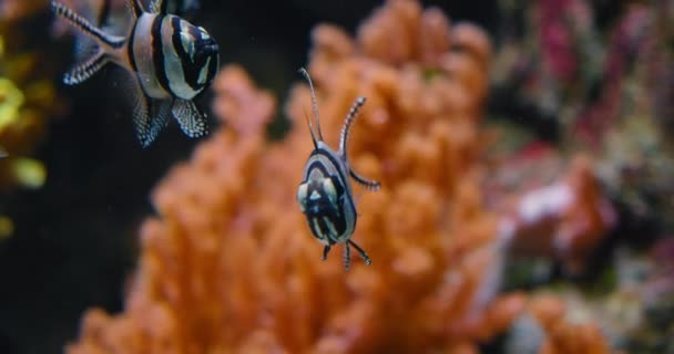 Banggai Cardinalfish Nadando Sobre Corales Blandos Raíces Manglar Naturaleza Especies — Vídeo de stock