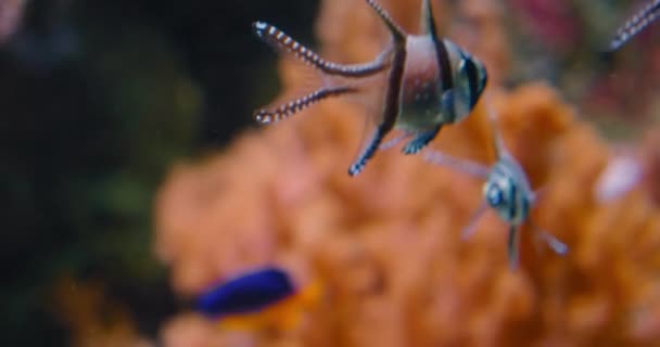Banggai Cardinalfish Плаває Над Якими Коралами Мангровими Коренями Дикій Природі — стокове відео