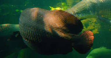 Arapaima gigaları ya da gölette yüzen pirarucu balıkları. Amazon Nehri 'nin havzasına özgü bir etobur. Bu su torpidosu en büyük tatlı su balıklarından biridir. Vücut ağırlıklı olarak griden yeşile ve...
