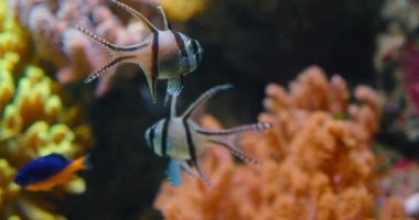 Banggai Kardinalbalığı yumuşak mercanların üzerinde yüzüyor, mangrov kökleri vahşi doğada. Nesli tükenmekte olan egzotik tropik balık türleri. Sığ deniz suyu. IUCN. Apogonidae ailesi. Yakın plan. Açık deniz.