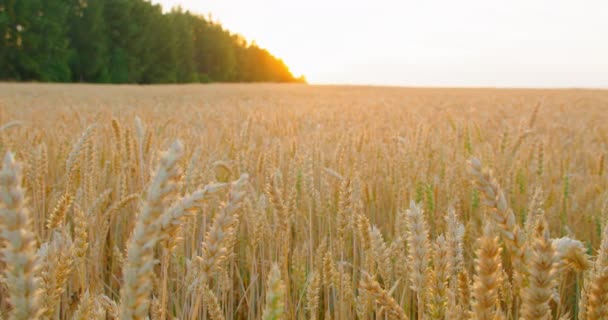 Доллі Повзунок Показує Пшеничне Поле Заході Сонця Сонячними Спалахами Сонце — стокове відео