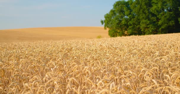 Нескінченне Пшеничне Поле Багатий Урожай Аграрна Економіка Плантація Біля Лісу — стокове відео