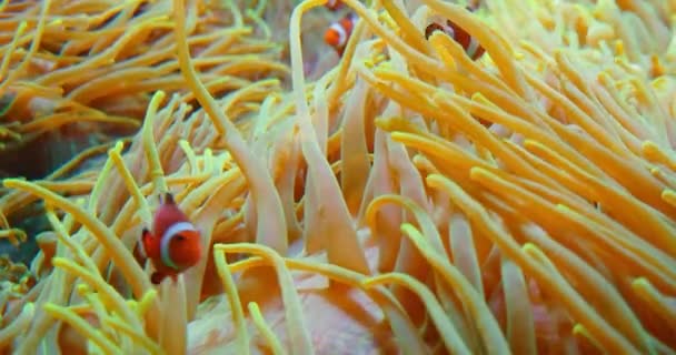 Klovnfisk Svømmer Anemoner Koralrev Rødt Hav Eller Tobenet Anemonefisk Marine – Stock-video