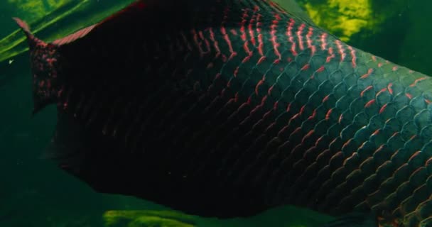在池塘里游泳的是阿拉帕马长臂猿或食人鱼 牠们原产于亚马逊河流域 这种水生鱼雷是最大的淡水鱼之一 身体主要是灰色至灰绿色 — 图库视频影像