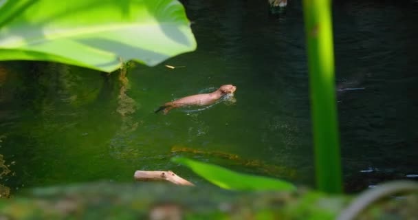 Leuke Harige Rivierotter Zoogdieren Schattig Knuffelig Wild Aquatisch Carnivoor Zwemmen — Stockvideo