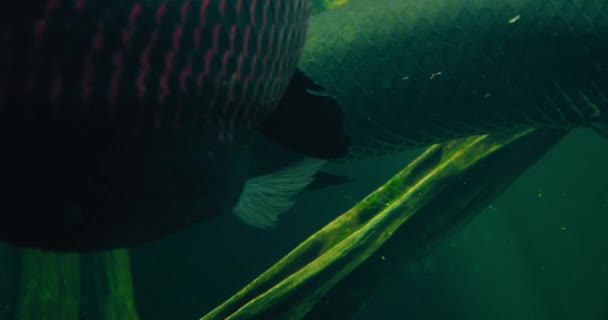 在池塘里游泳的是阿拉帕马长臂猿或食人鱼 牠们原产于亚马逊河流域 这种水生鱼雷是最大的淡水鱼之一 身体主要是灰色至灰绿色 — 图库视频影像