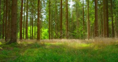 Öğleden sonra boş çam yeşili orman zemini. Kozalaklı ağaçlar, rüzgarın savurduğu kuru otlar, temiz hava, yakın çekim. Orman koruma. Dünya Günü. Hiç kimse. Statik çekim. Doğa manzarası. Yaz.