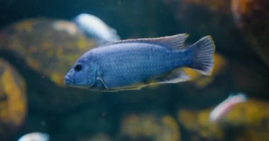Akvaryum balığı yakın plan, deniz hayvanı yaşamı. Su altı manzarası. Pindani, Malawi Gölü 'ne özgü, kayalıklarda ve kumlu bölgelerde yaşayan bir ciklit türüdür. Psödotropheus sokolofi.