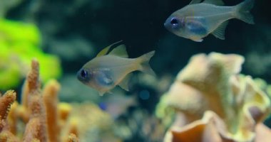 Rodos uyekii amarus, Avrupa 'nın acı veren, geniş çaplı tatlı su yavru balığı tipik ılıman nehir biyoope akvaryumunda yüzer. Cyprinidae familyasından bir alt familya.