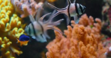 Banggai Kardinalbalığı yumuşak mercanların üzerinde yüzüyor, mangrov kökleri vahşi doğada. Nesli tükenmekte olan egzotik tropik balık türleri. Sığ deniz suyu. IUCN. Apogonidae ailesi. Yakın plan. Açık deniz.