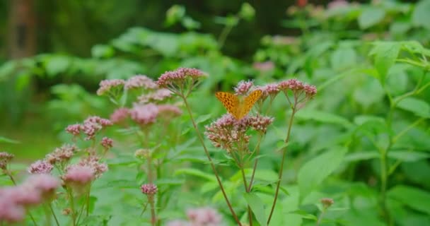 Motýl Oranžovo Hnědými Křídly Které Jsou Zdobené Černou Malý Motýlek — Stock video