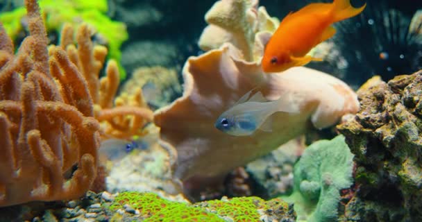 Rhodeus Uyekii Amarus Peces Juveniles Agua Dulce Pequeños Salvajes Gran — Vídeo de stock