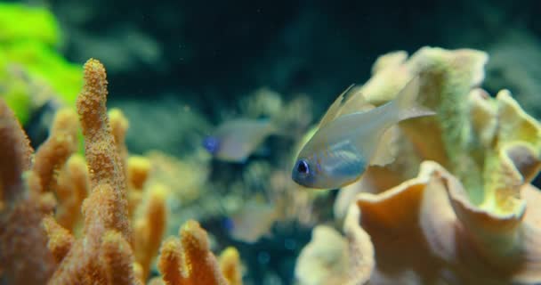 Ryby Kardinály Nebo Modroploutev Rudém Moři Průsvitná Ryba Svislými Duhově — Stock video