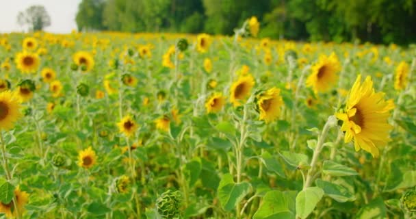 Bidang Bunga Matahari Dekoratif Serangga Memoles Bunga Bunga Matahari Menutup — Stok Video