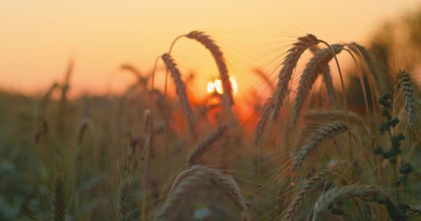 小麦の分野で素晴らしい魔法の黄金の太陽の光 マクロだ 太陽の大きな円 夕暮れ時の畑では コムギの作物が群生しています 夏の草植物のシルエット夜明け 美しい自然景観 — ストック動画