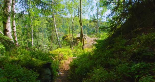 Strada Stretta Nella Foresta Boschiva Incantata Foglie Verdi Cespugli Felce — Video Stock