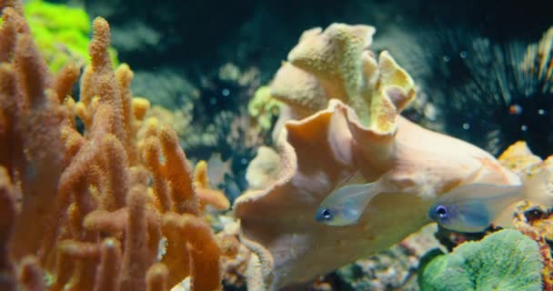 Дикие Маленькие Пресноводные Молодые Рыбы Плавают Типичном Биотопном Аквариуме Умеренной — стоковое видео