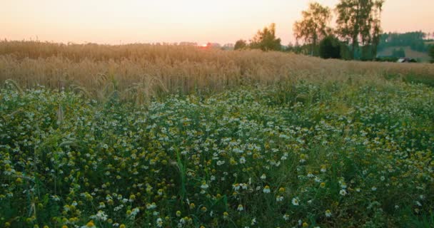 Malerische Landschaft Erholsame Ferien Urlaub Auf Dem Sommerfeld Abend Wildes — Stockvideo