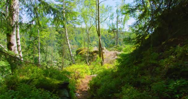 Carretera Estrecha Bosque Encantado Hojas Verdes Helechos Viento Ligero Aire — Vídeos de Stock