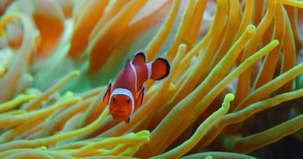 Peixes Palhaços Nadam Anêmonas Recife Coral Mar Vermelho Anêmonas Duas — Vídeo de Stock