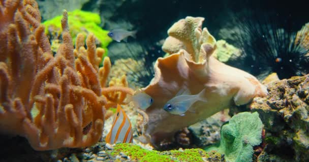 Close Rhodeus Uyekii Amarus Bitterlingon Europeu Copperband Butterflyfish Chelmon Rostratus — Vídeo de Stock