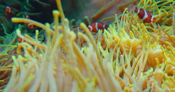 Los Peces Payaso Nadan Anémonas Los Arrecifes Coral Mar Rojo — Vídeos de Stock