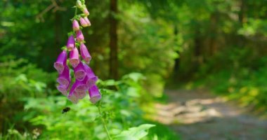 Ormandaki güzel pembe yüksükotu zehirli bitkisi yaz güneşli günlerinde Digitalis Purpurea. Arıya yakın çekim, çayırda mor bir yabani çiçek tozlaştırır. Doğada güzellik. Almanya, Avrupa. Arılar tırmanıyor