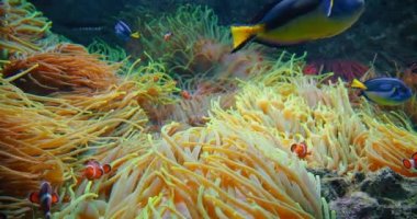 Palyaço balıkları ve cerrah balıkları mercan resiflerinde şakayık yüzerler. Kızıl Deniz ya da iki bantlı anemonik balığı. Deniz balıkları vahşi doğada algler ve zooplanktonlarla beslenir. Kraliyet mavisi. LC en azından endişeli. IUCN. Denizci