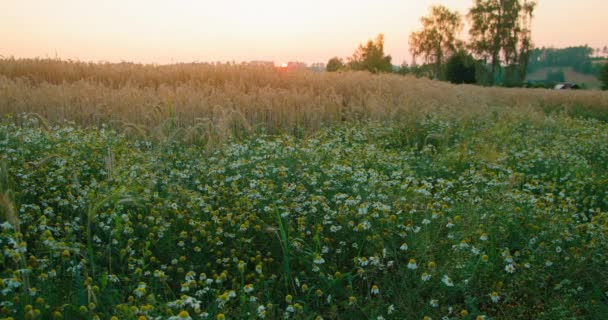 Paisagem Pitoresca Relaxe Férias Férias Campo Verão Noite Grama Selvagem — Vídeo de Stock