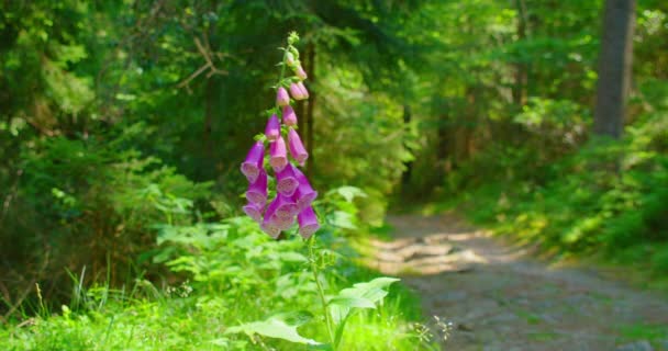 Schöne Rosa Fingerhut Giftige Pflanze Wald Digitalis Purpurea Sommer Sonnigen — Stockvideo