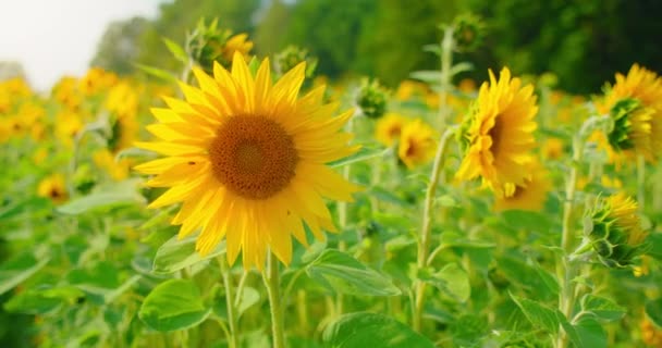 Mooie Close Opnamen Van Een Zonnebloem Zachtjes Zwaaiend Wind Een — Stockvideo