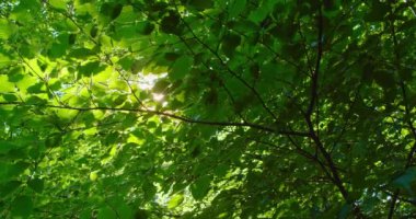 Dallardan ve yapraklardan fışkıran güzel, güneşli, yeşil yaprakların yakın görüntüsü. Yumuşak günbatımı sihirli güneş ışığı. Güneş parlıyor, yeşillikler arasında güneş doğuyor. Orman manzarası. Kimse..