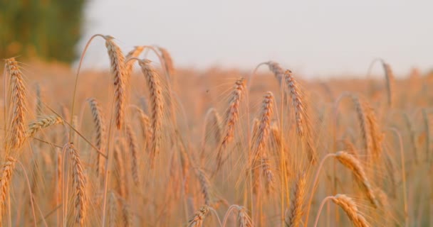 Weizenfeld Morgendlichen Rosa Sonnenlicht Ohren Von Getreidepflanzen Großaufnahme Ernte Und — Stockvideo
