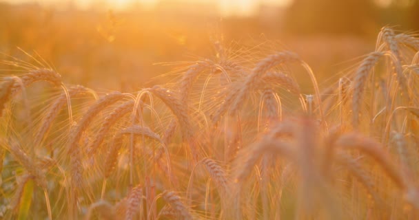 Erstaunlich Magisches Goldenes Sonnenlicht Auf Einem Weizenfeld Makro Sonnenuntergang Weizenernte — Stockvideo