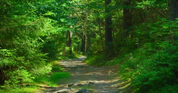 Estrada Terra Floresta Caminho Road Nas Montanhas Floresta Abeto Perene — Vídeo de Stock