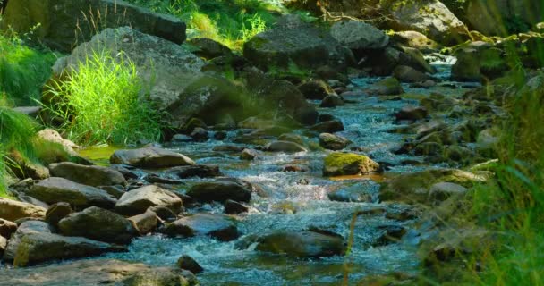 Río Montaña Soleado Día Verano Naturaleza Paisaje Verde Exuberante Bosque — Vídeos de Stock