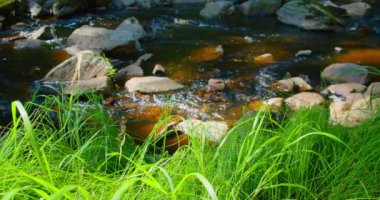 Ormanda akan akarsu. Boş zaman aktivitesi. Nehir, yeşillik. Dağ nehri, vahşi doğa manzarası. Yakın plan. Statik çekim. Güneşli bir yaz günü. Sabahları yeşil yemyeşil ormanlık. Büyüleyici akış