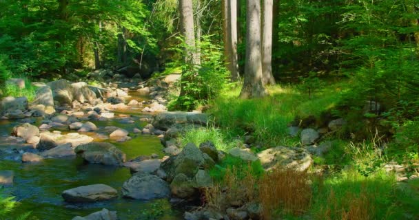 Ρεύμα Που Ρέει Στο Δάσος Ψυχαγωγική Δραστηριότητα Κρικ Πράσινο Ορεινός — Αρχείο Βίντεο