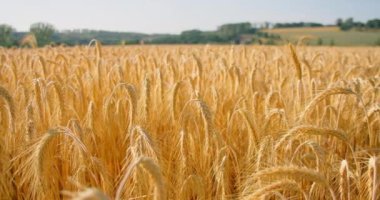 Tarlada olgunlaşmış ve hasat için hazırlar. Kuru altın buğday kulakları, mısır gevreği. Doğa yazın güneşli bir günde, gün batımında. Bereketli toprak. Verimli bir yıl. Tahıl dolu dikenli dikenler. Almanya 2022